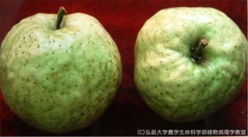 ویروئید چروکیدگی میوه سیب